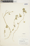 Bowlesia palmata image