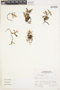 Astragalus uniflorus image