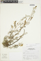 Astragalus weberbaueri image