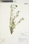 Astragalus weberbaueri image