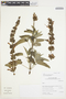 Salvia lanicaulis image