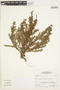 Clinopodium taxifolium image