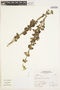 Scutellaria volubilis image