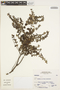 Scutellaria tomentosa image