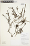 Arcytophyllum rivetii image