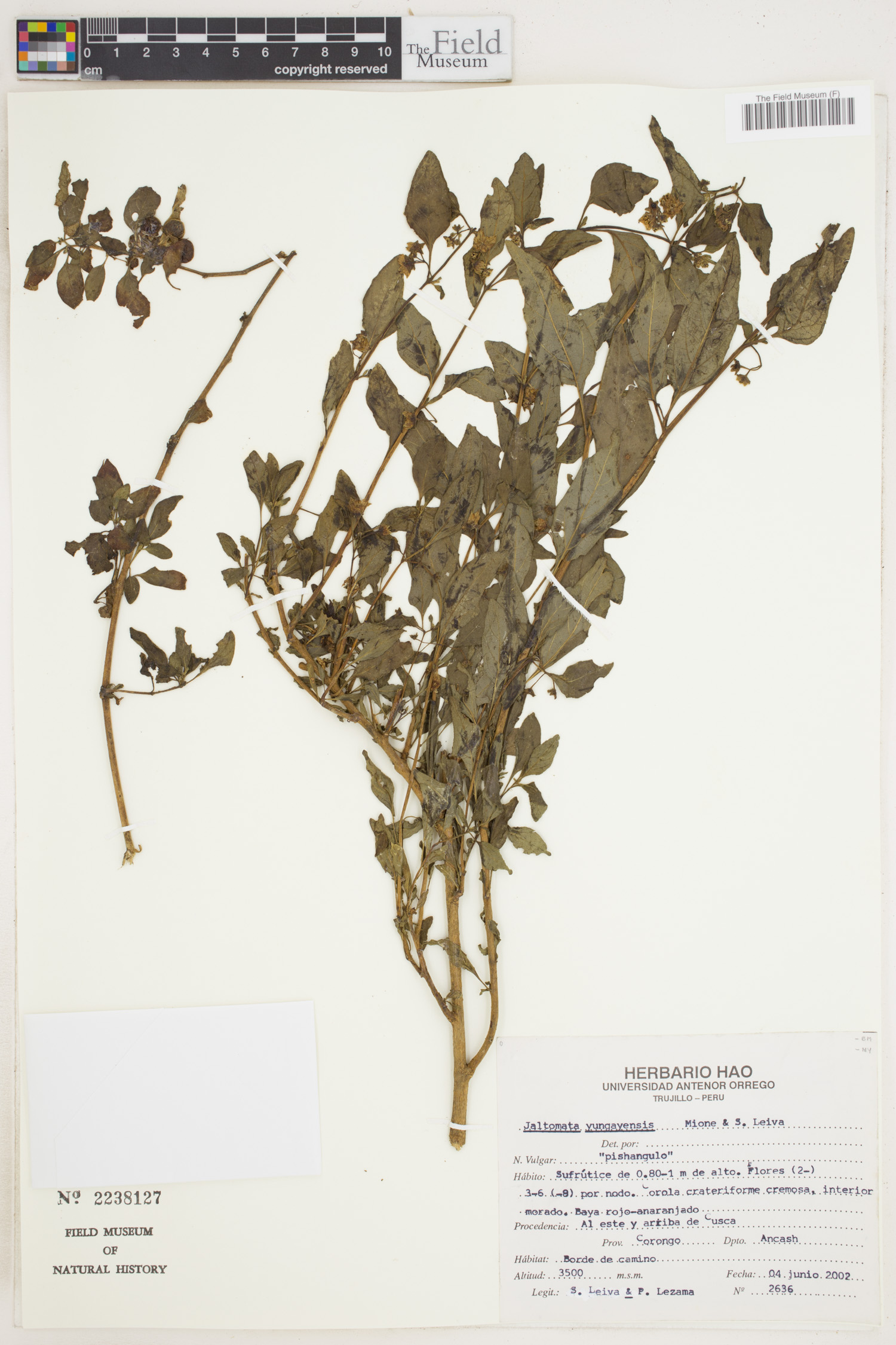 Jaltomata yungayensis image