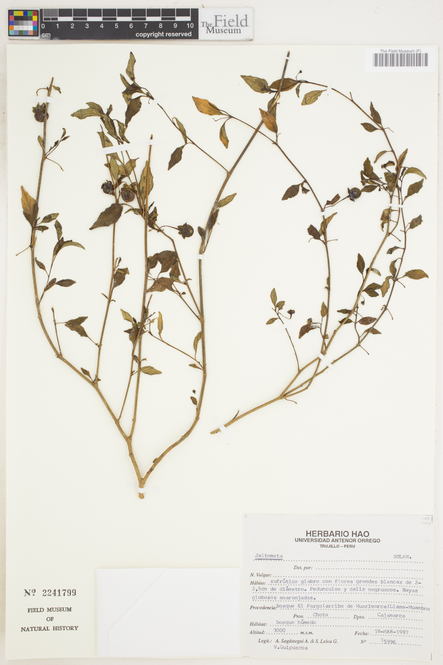 Jaltomata oppositifolia image