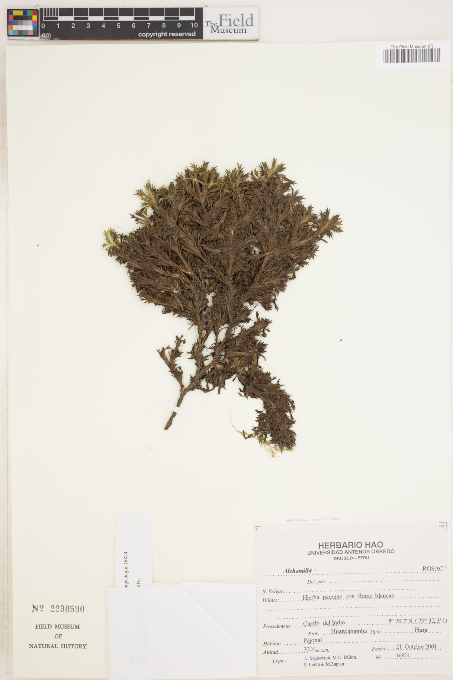 Azorella multifida image