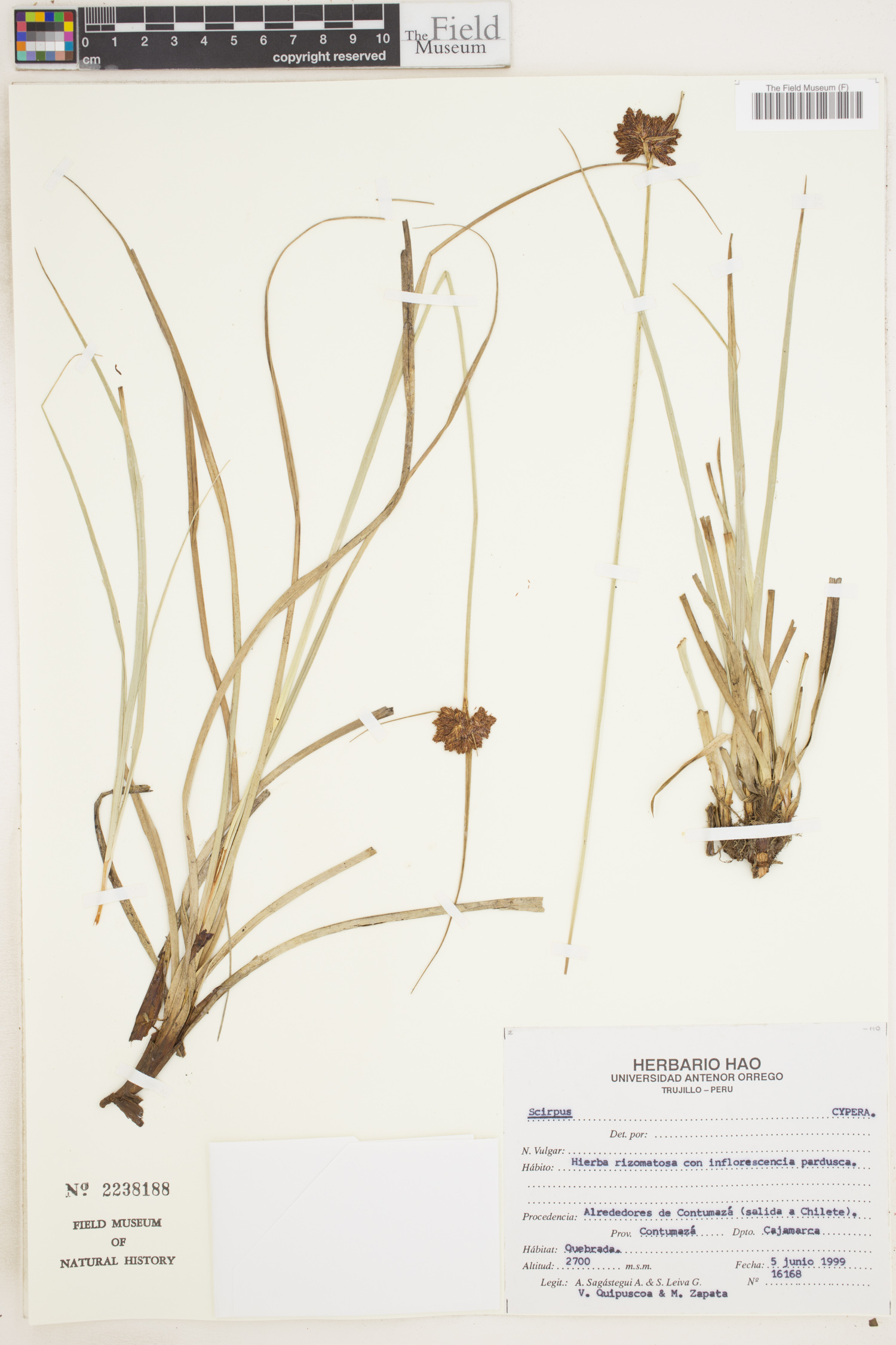 Scirpus image