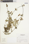 Verbena fasciculata image