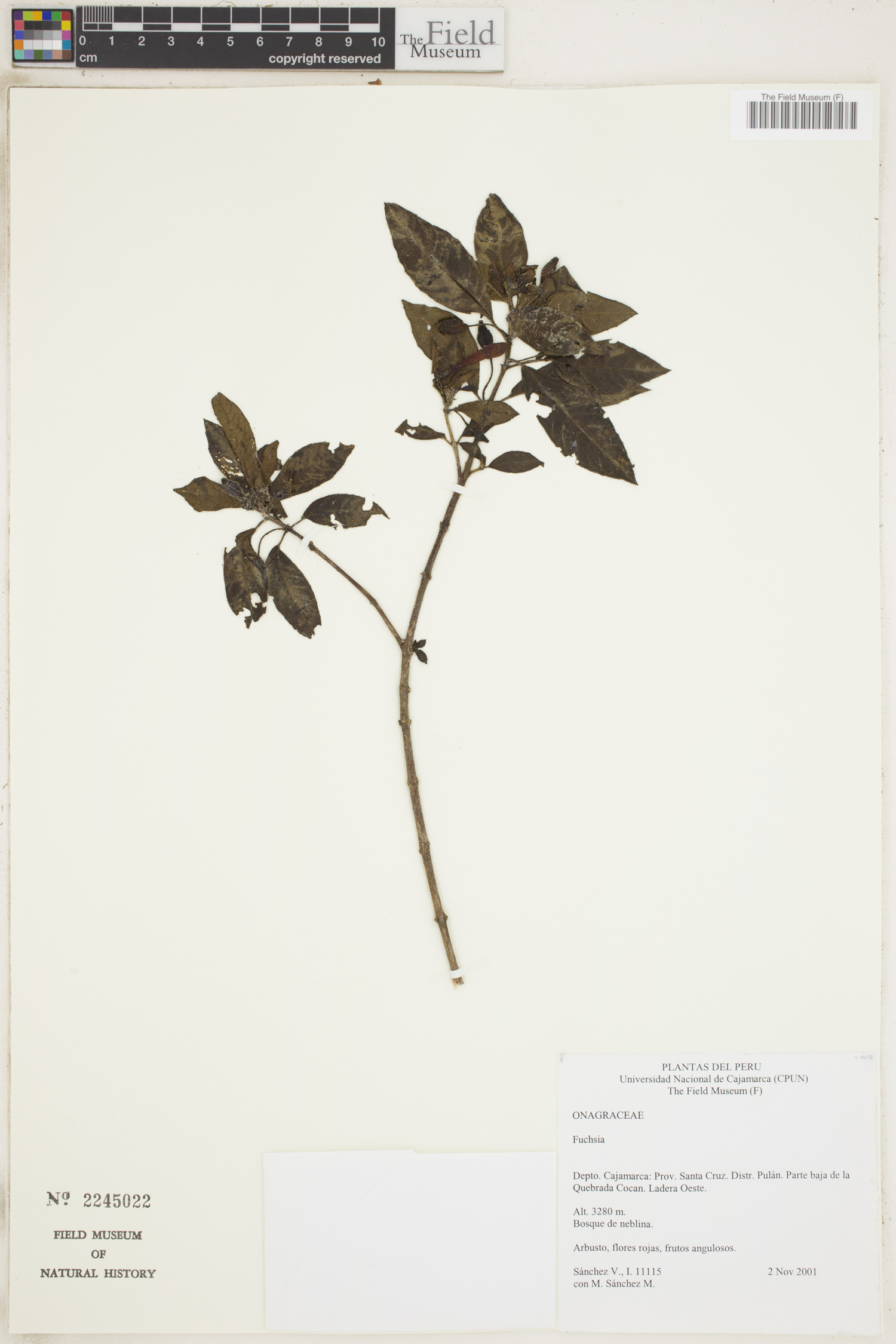 Fuchsia fontinalis image