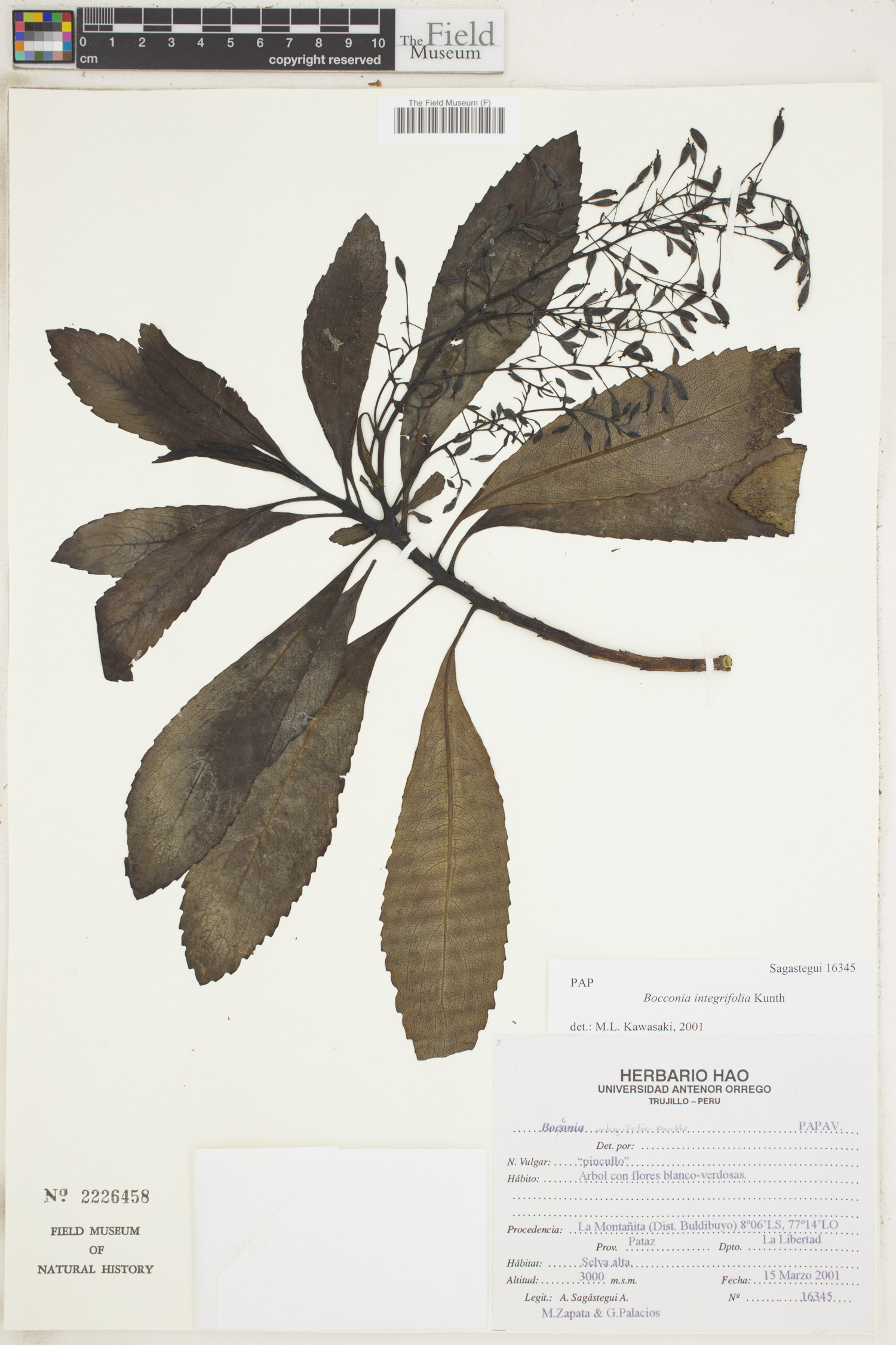 Bocconia integrifolia image
