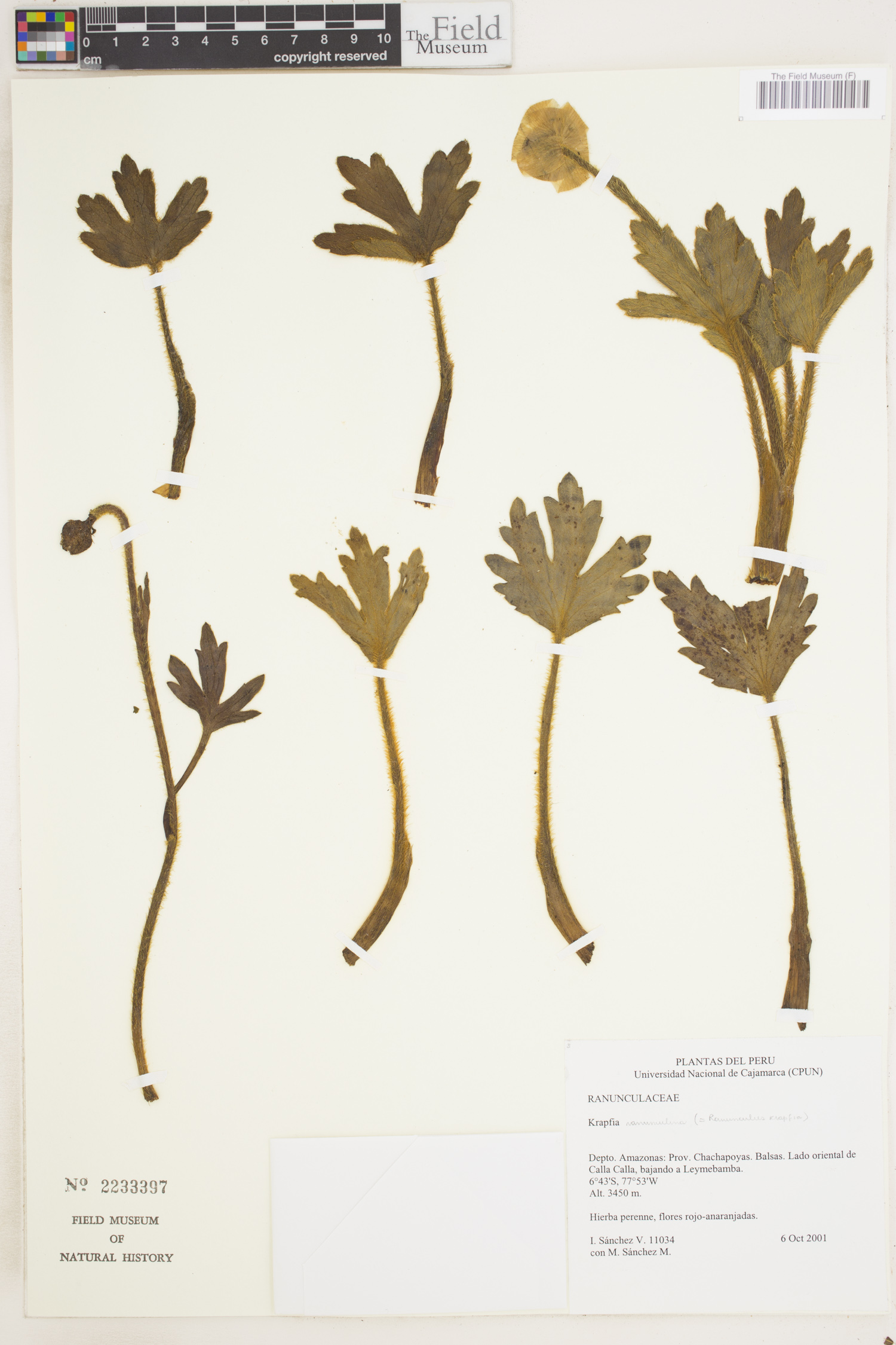 Ranunculus krapfia image