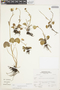 Ranunculus peruvianus image