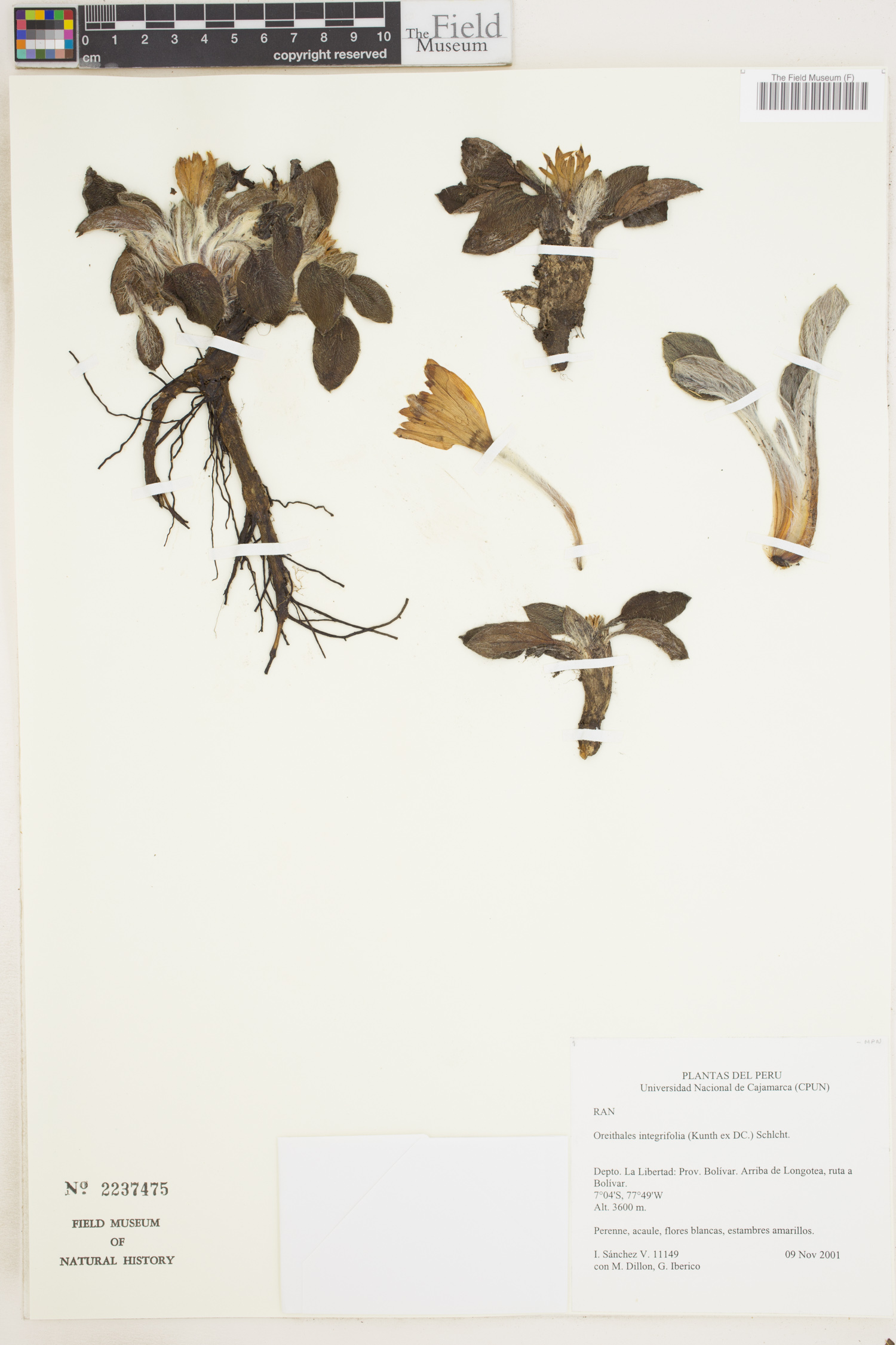 Oreithales integrifolia image