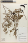 Acacia farnesiana image
