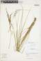 Festuca rigidifolia image