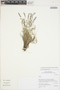 Aegopogon cenchroides image