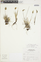 Calamagrostis ovata image