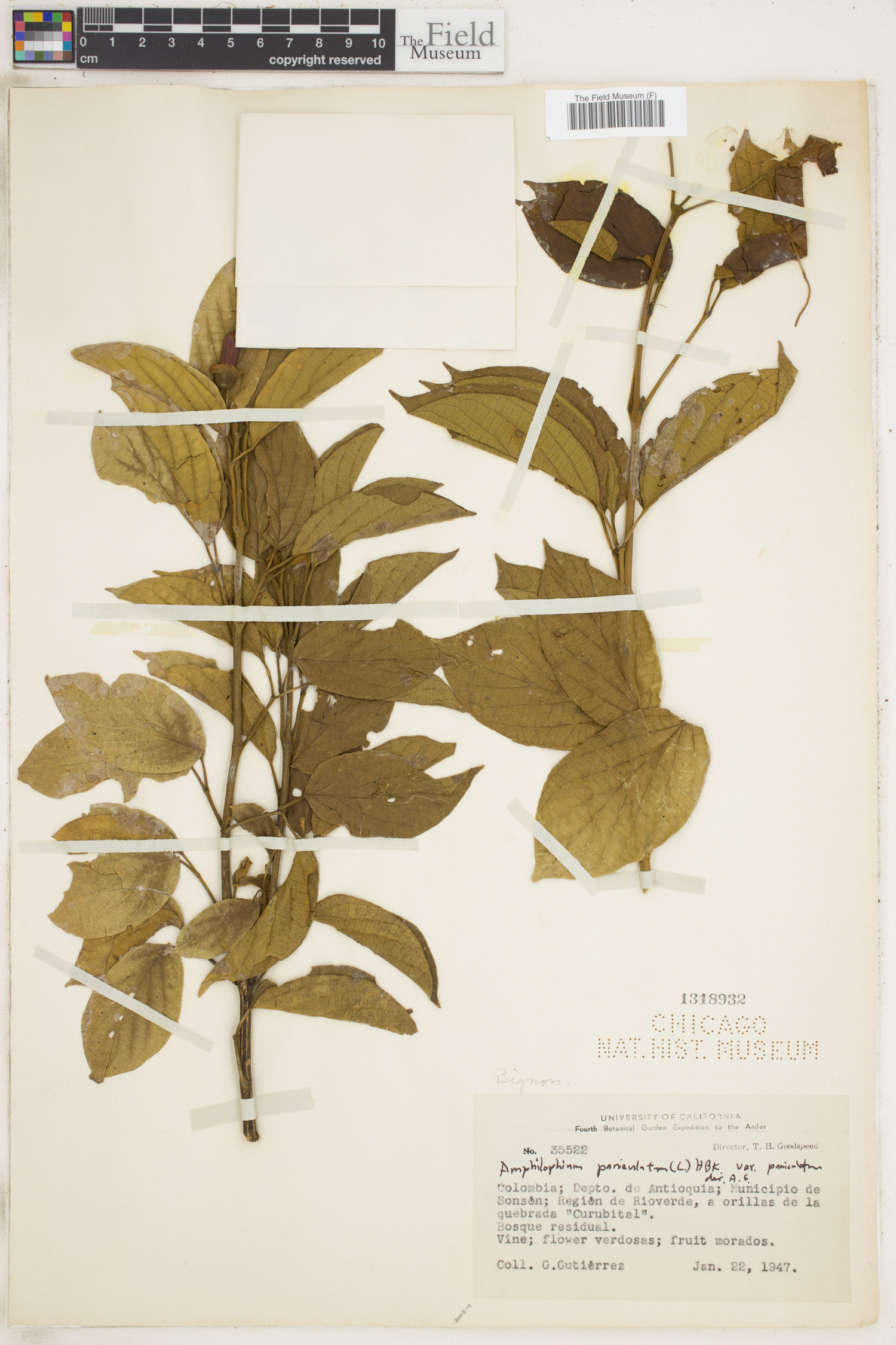 Amphilophium paniculatum var. paniculatum image