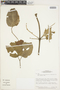 Amphilophium paniculatum var. imatacense image