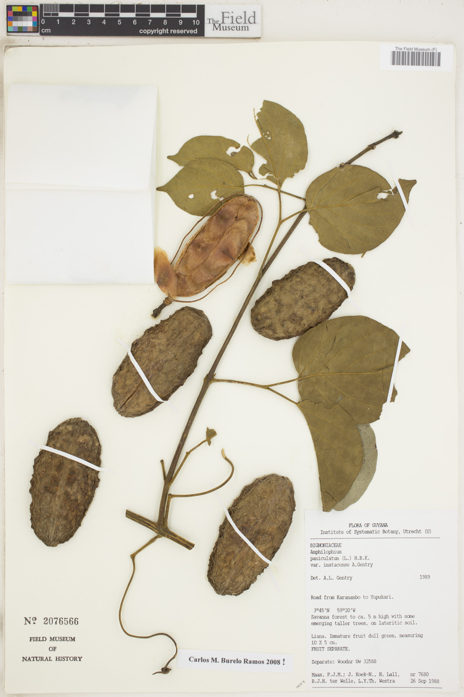 Amphilophium paniculatum var. imatacense image