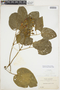 Amphilophium paniculatum var. molle image