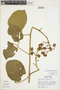 Amphilophium aschersonii image