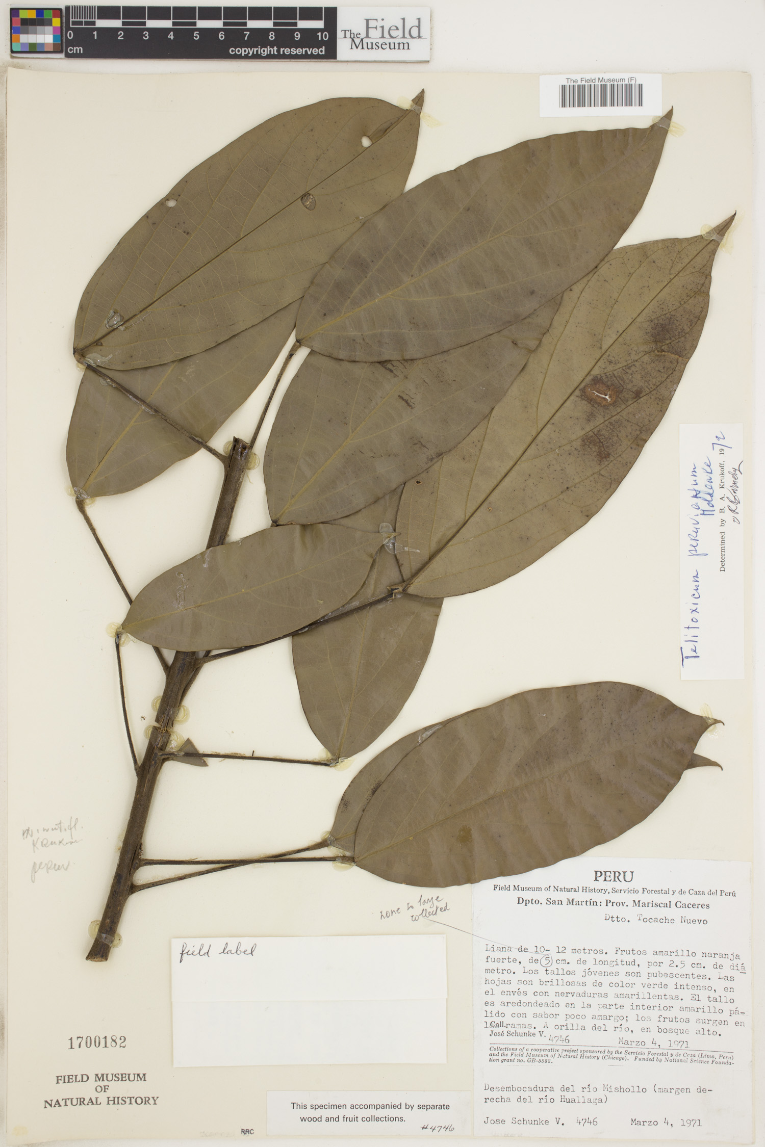 Telitoxicum peruvianum image