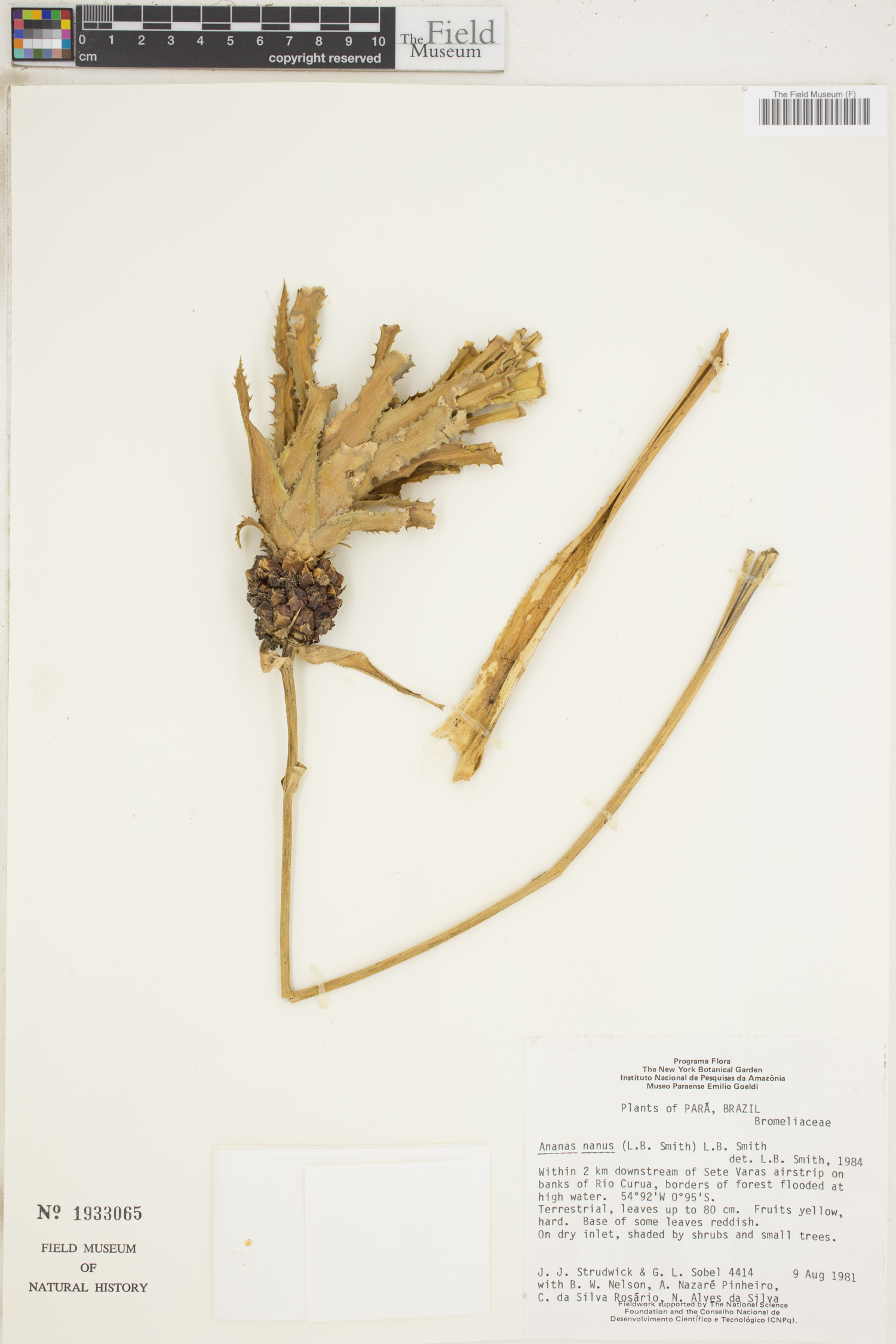 Ananas nanus image