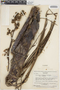 Brocchinia acuminata image