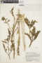 Brocchinia hechtioides image