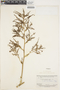 Brocchinia micrantha image