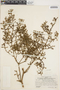 Brocchinia paniculata image