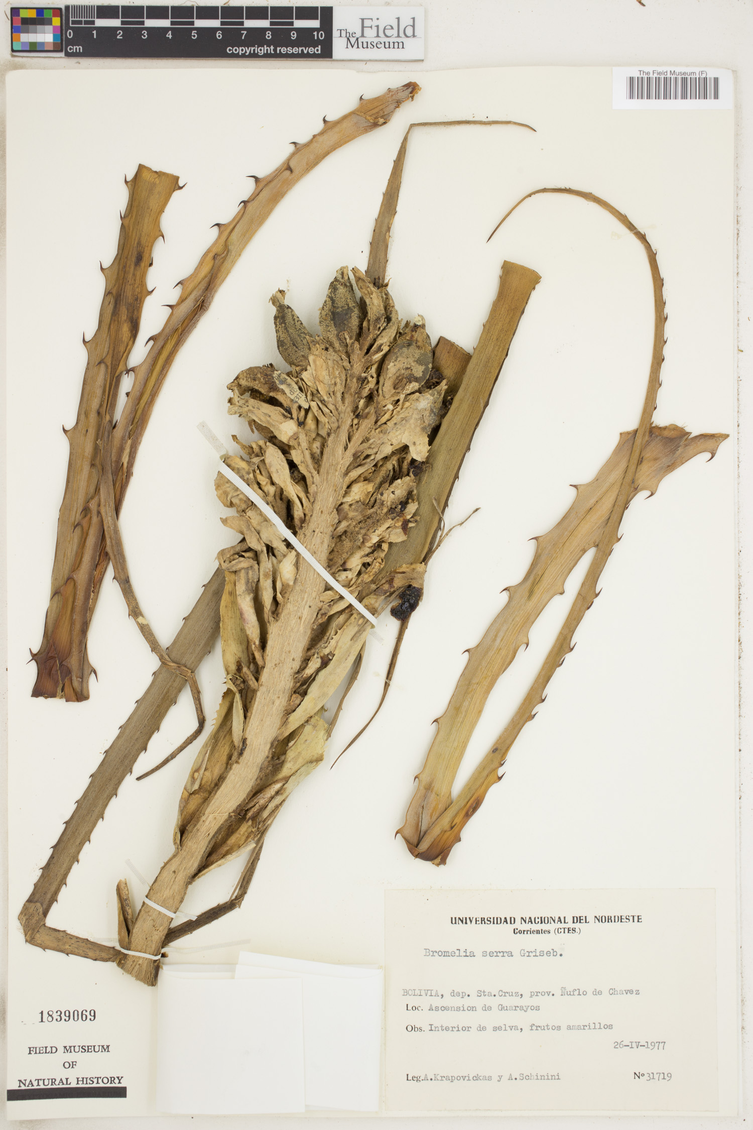 Bromelia serra image