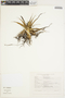 Cryptanthus schwackeanus image