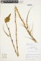 Deuterocohnia chrysantha image