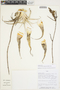 Deuterocohnia longipetala image
