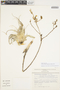 Deuterocohnia longipetala image