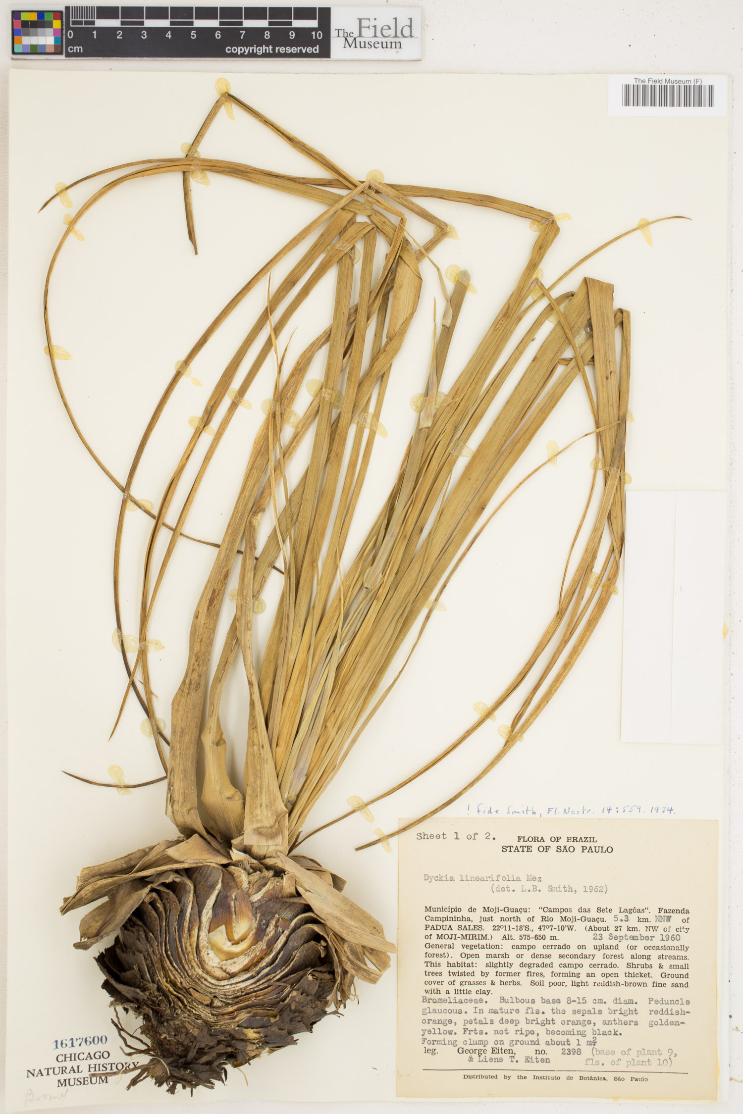 Dyckia linearifolia image