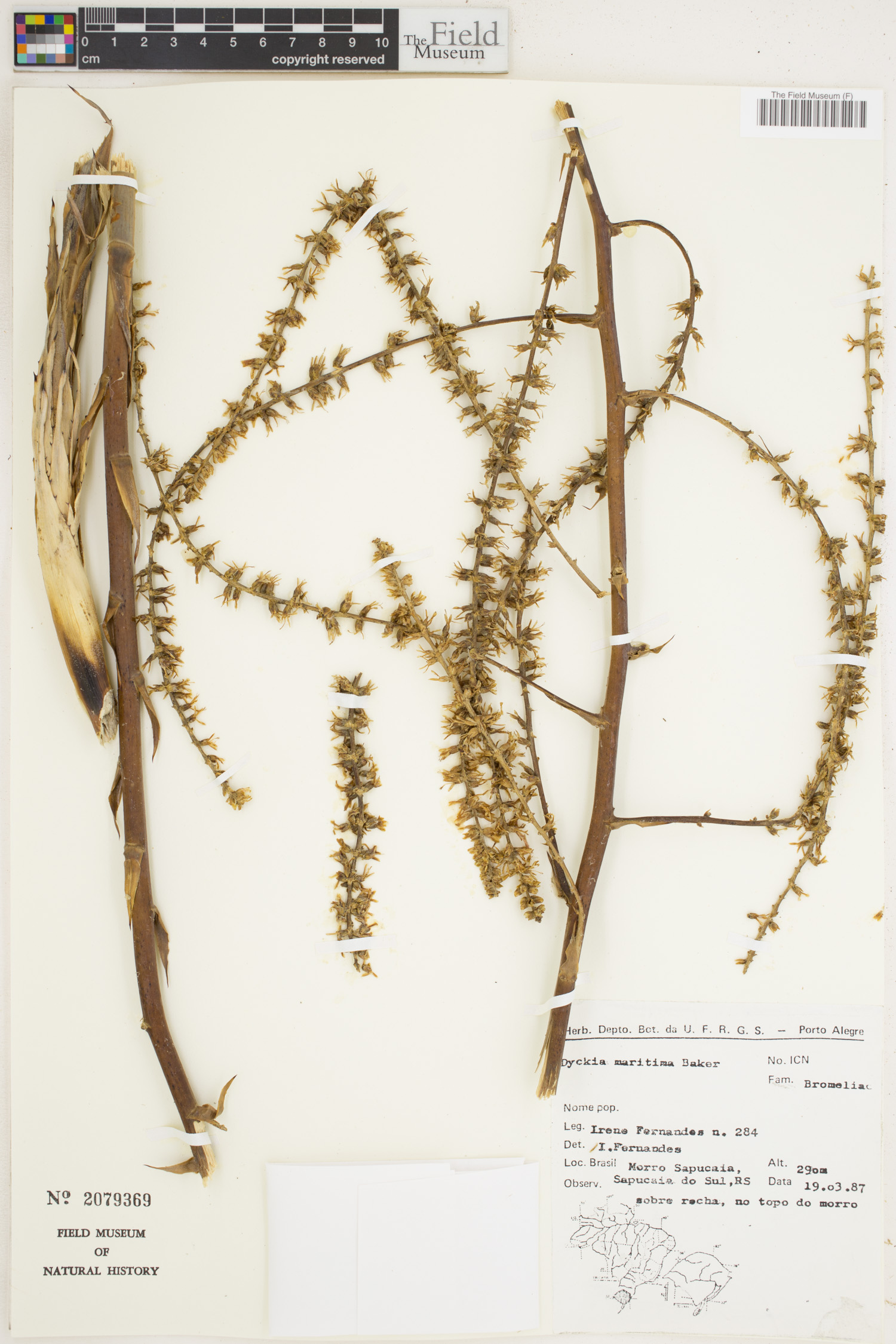 Dyckia maritima image