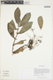 Cremosperma anisophyllum image