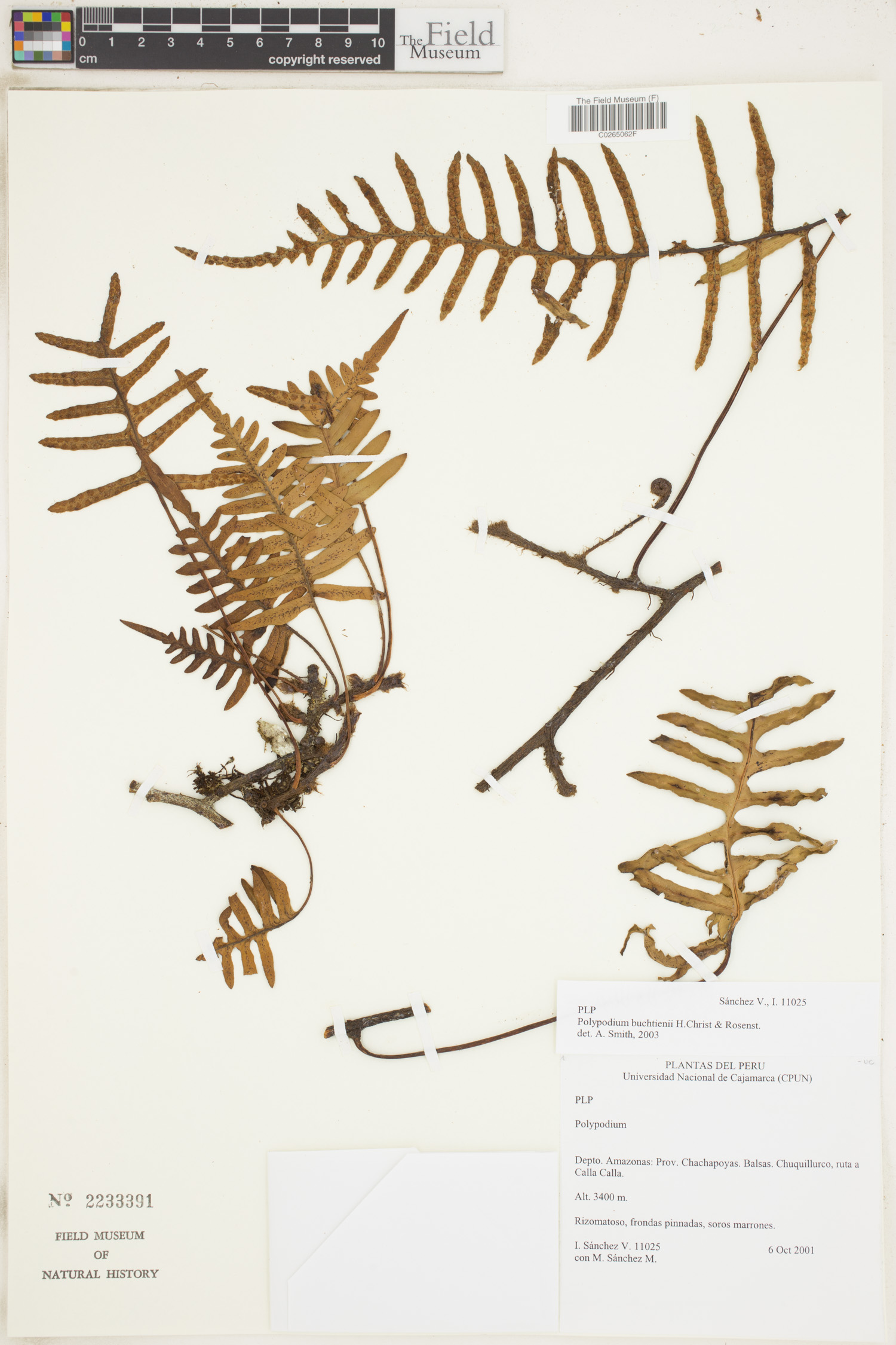 Polypodium buchtienii image