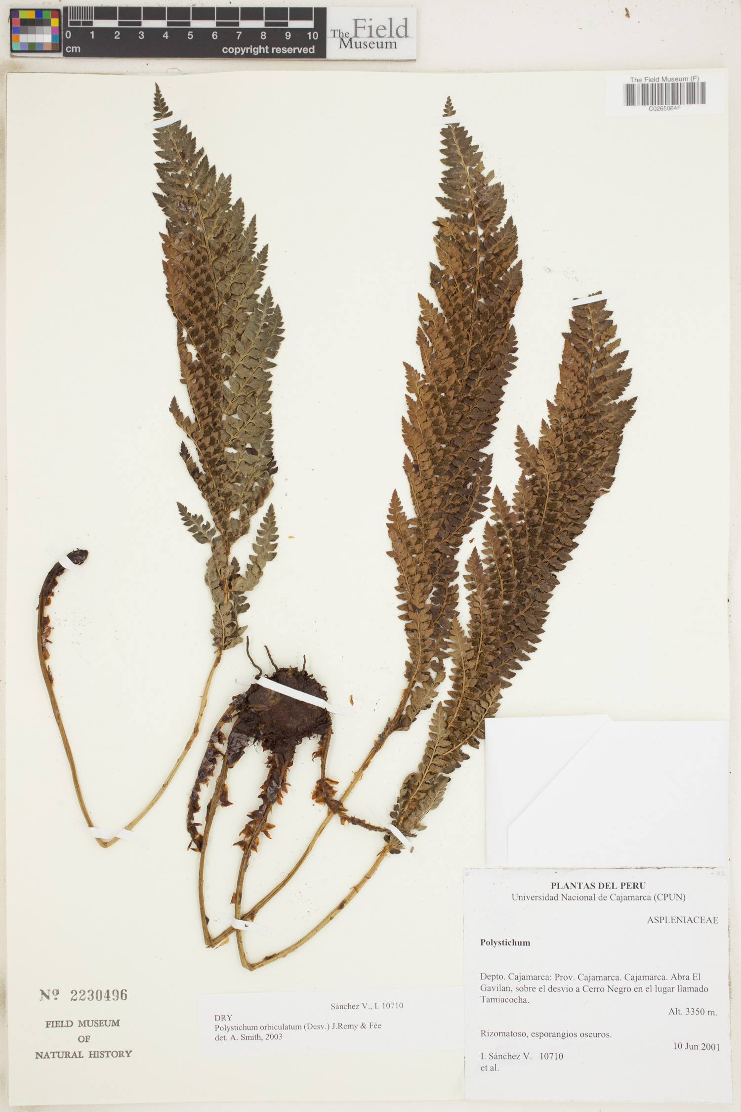 Polystichum orbiculatum image