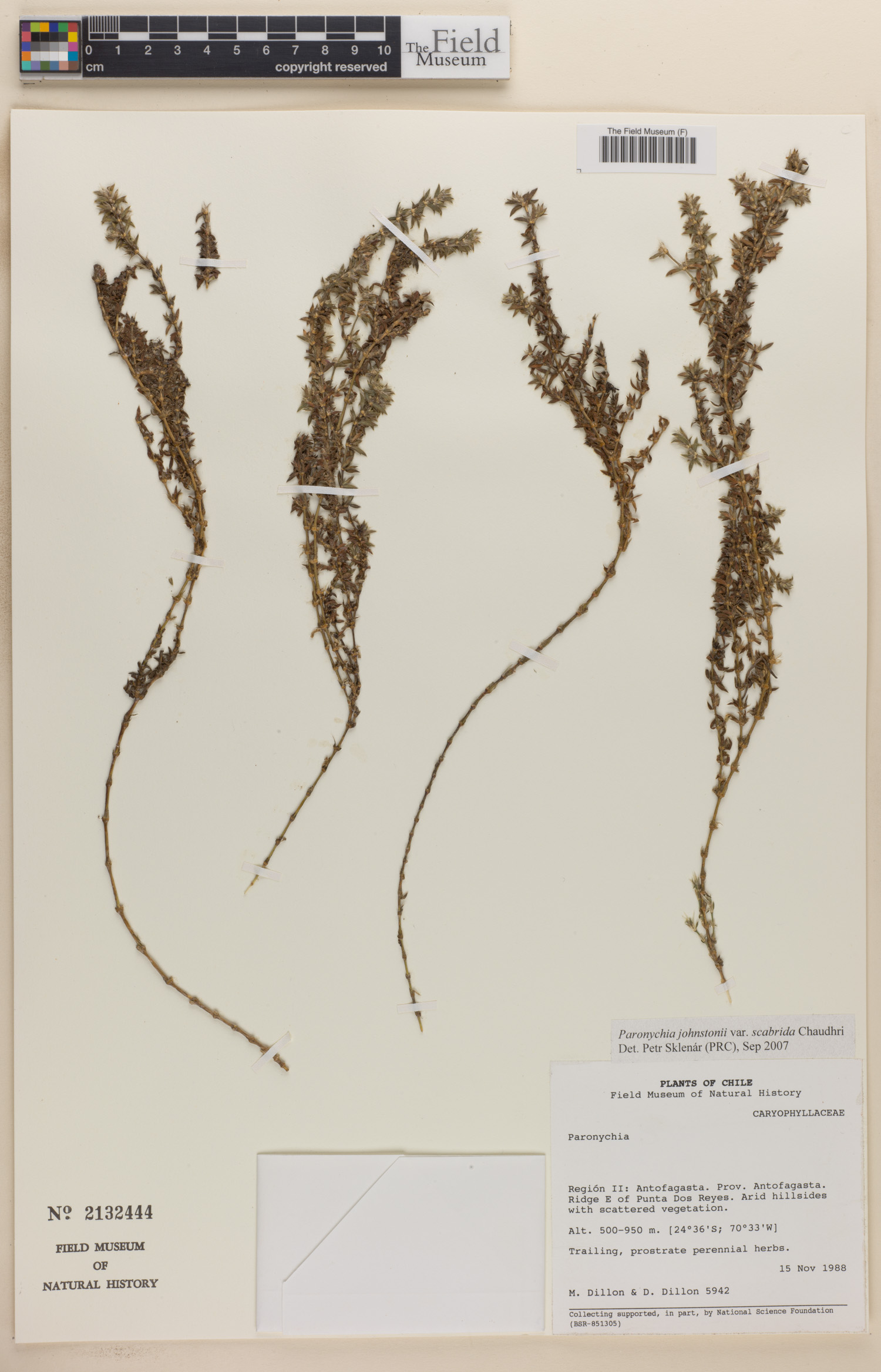 Paronychia johnstonii var. scabrida image