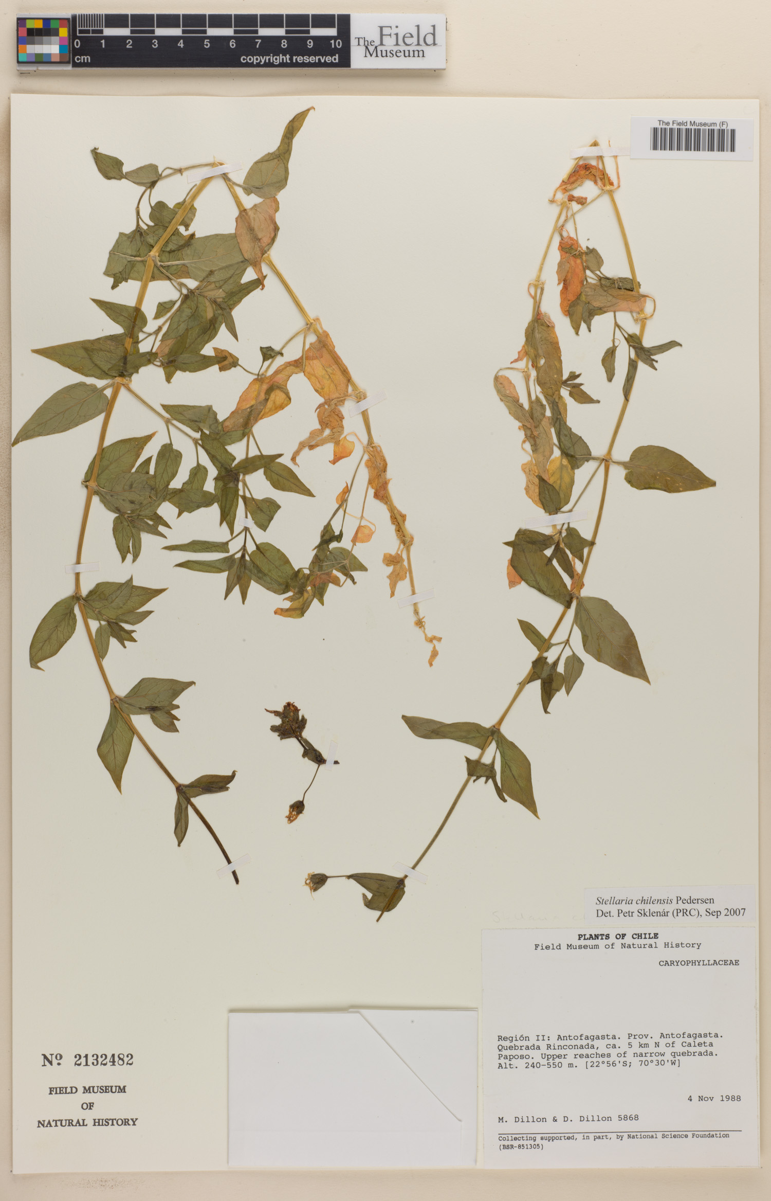 Stellaria chilensis image