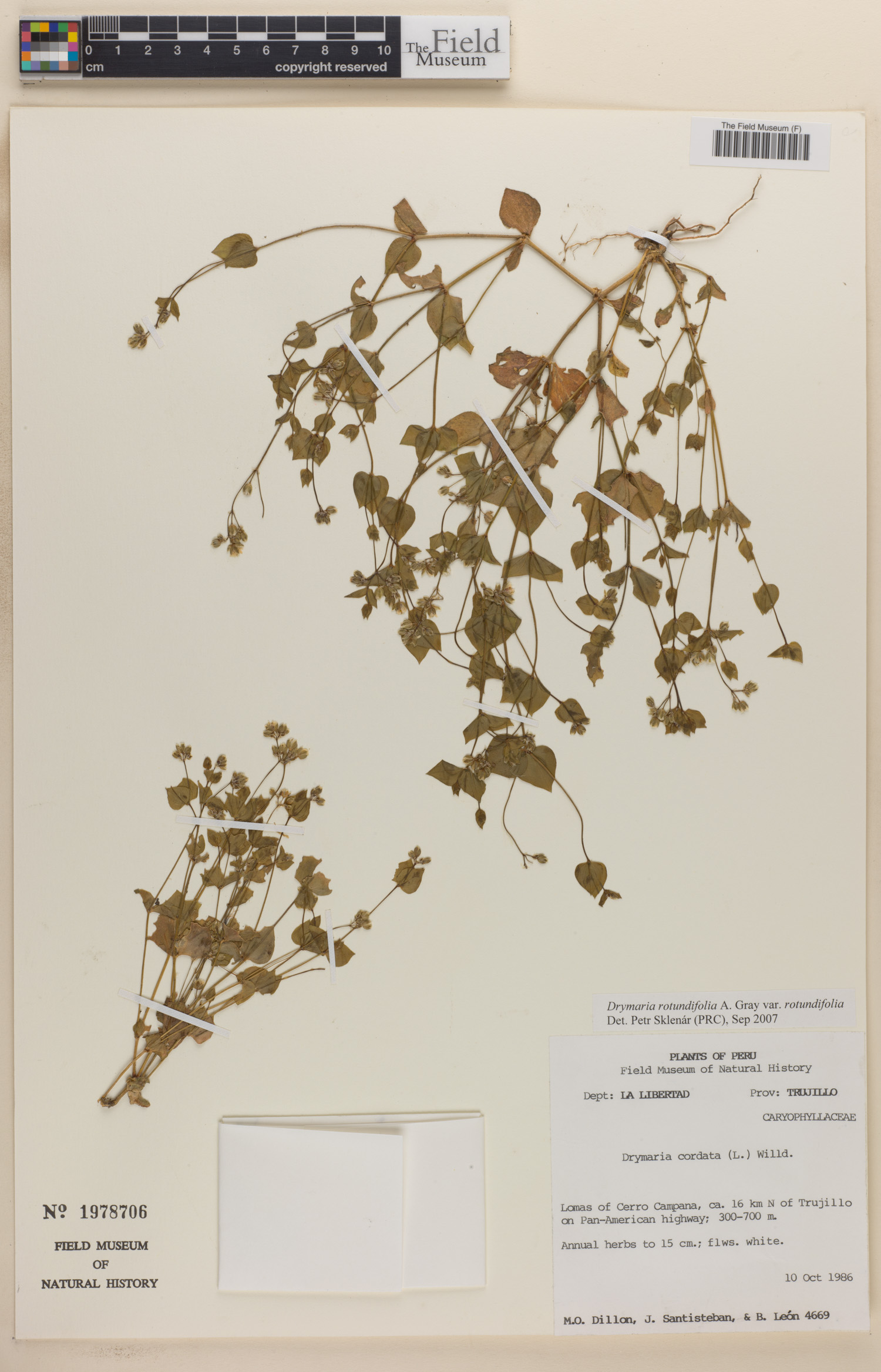 Drymaria rotundifolia var. nitida image