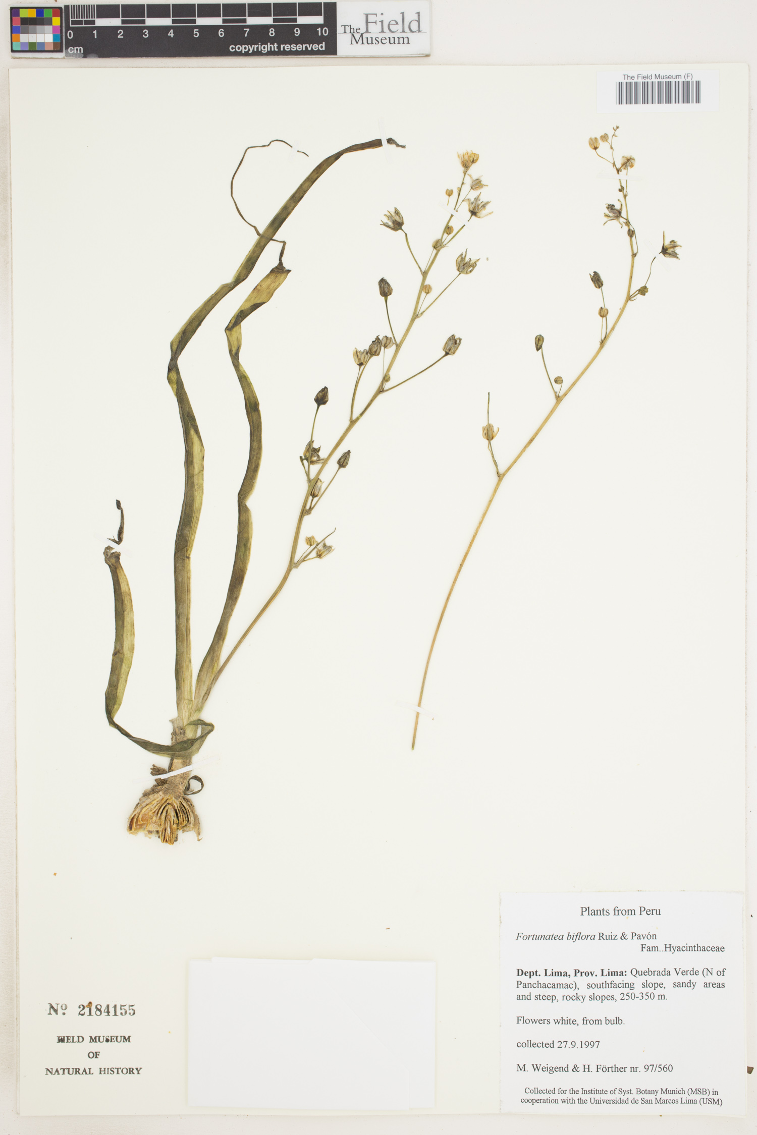 Fortunatia biflora image