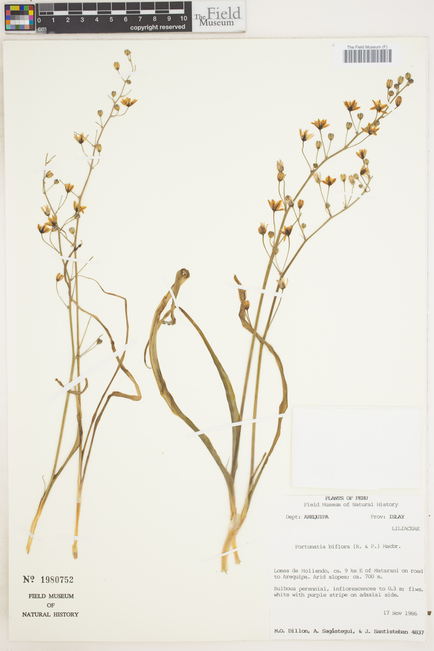 Fortunatia image