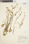 Fortunatia biflora image